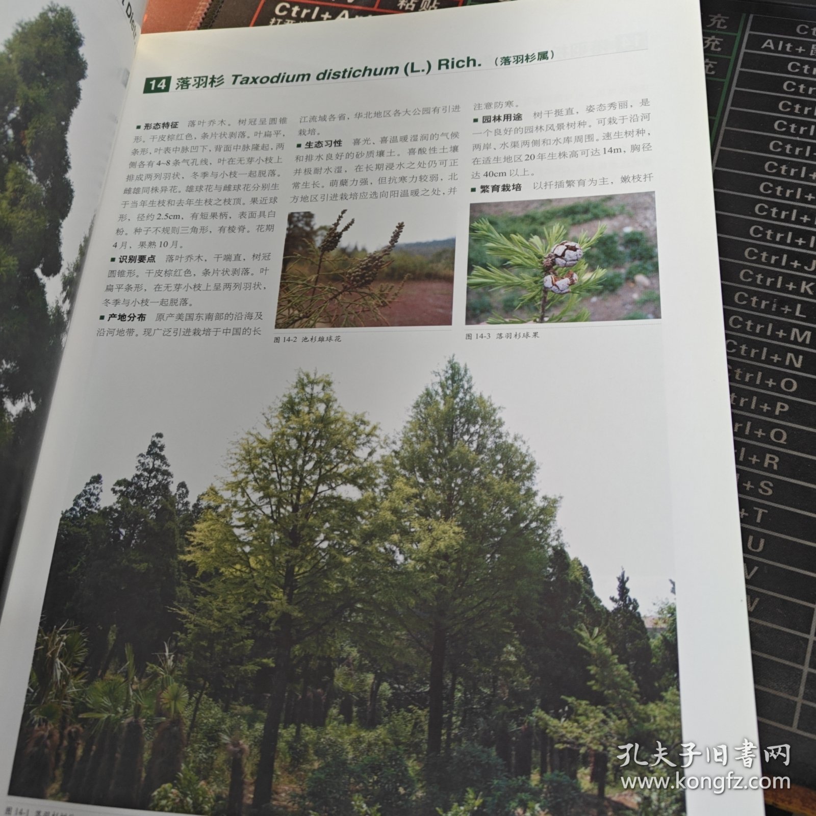 中国北方园林树木