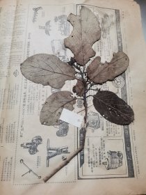 植物标本，无标本台纸.2150527-100