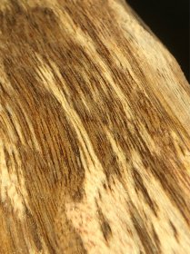 种植 奇楠香木料