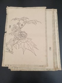 画稿:芙蓉、夾竹桃、水仙、萱花、栀子花、含笑梅、重瓣桃花、铁线莲、杜鹃花(9张)