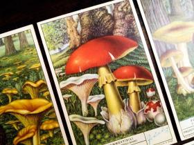西洋古董极稀有1865意大利手绘蘑菇卡6张顺号。