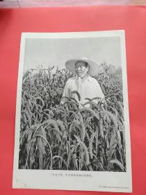 画片《1958年毛主席在河南农村视察》