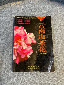 云南山茶花