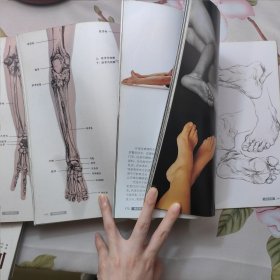 艺用人体解剖