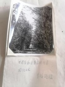 甘肃省勤县防护林建设一张组有说明
