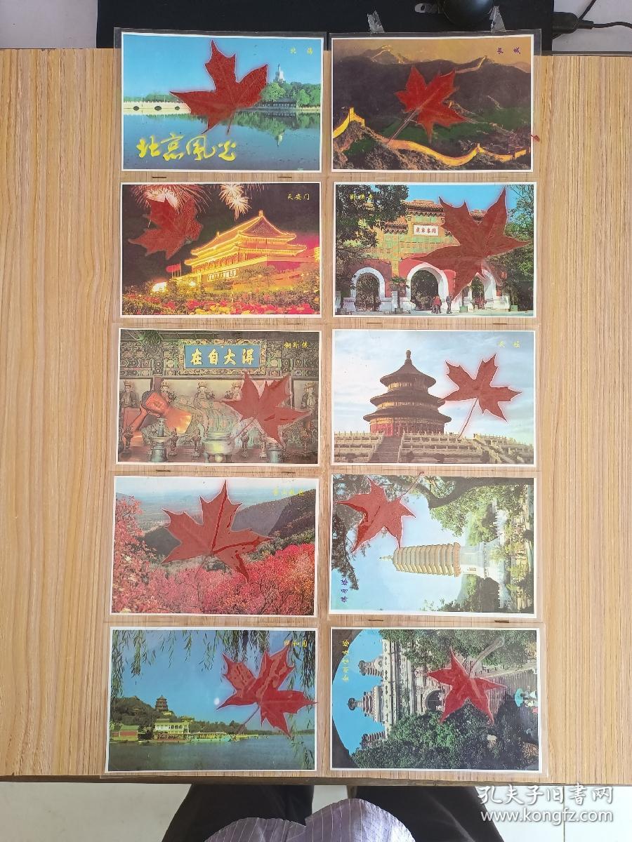 北京风光 红叶标本（10张 内塑红叶）