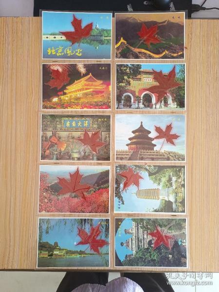 北京风光 红叶标本（10张 内塑红叶）