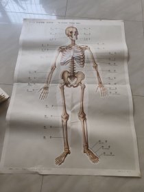 人体解剖挂图 1 骨及骨连结 (28幅全) 全开