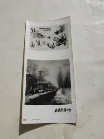 1963年山西大学林荫道照片 新年贺卡