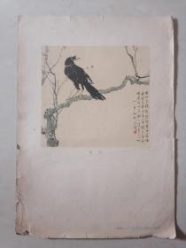 1955年人民美术出版社单行画（27.5cm*38cm)：鹳鸽/徐悲鸿