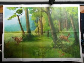 小学课本自然教学挂图-动物（二）-第十图-森林群落