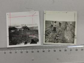 1963原版老照片两种：春耕的老牛边耙地边找青草吃、:女社员给烟叶田除草施肥