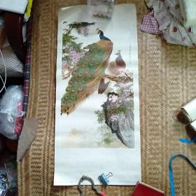 孔雀藤萝