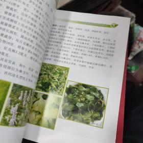 抚顺县山野菜图谱