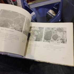 吉林省岩石结构图册   吉林省地质科学研究所编 出版社:  吉林省人民出版社