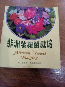 非洲紫罗兰栽培