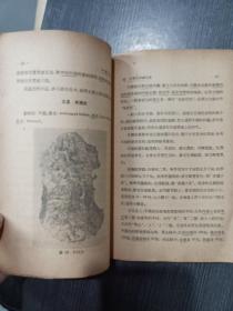 中国富源小丛书：中国的毛皮 52年初版