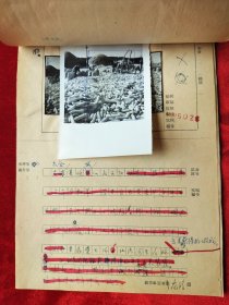 1963年新华社山西站摄影记者花皚拍摄 山西省太谷县候城人民公社’ 山西省秋季作物丰收在望‘ 文稿4页，黑白照片2张