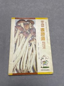 图文精解茶薪菇栽培技术