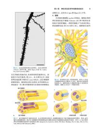 临床神经解剖学，第29版（翻译版）