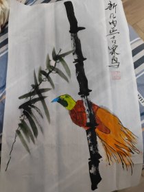 新几内亚极乐鸟