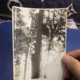 人面树照片