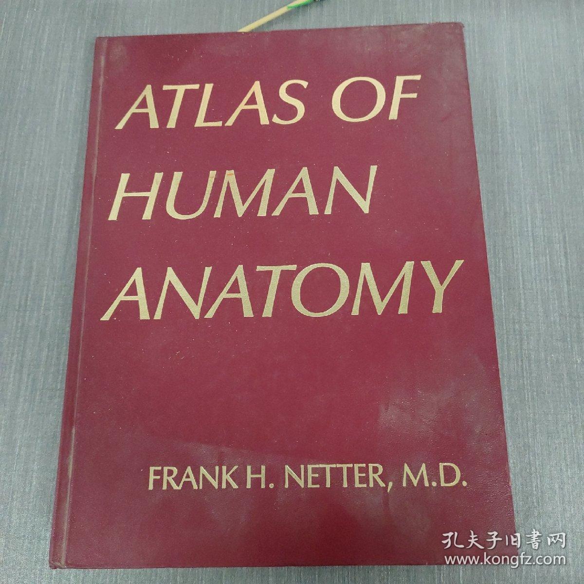 ATLAS OF HUMAN ANATOMY  详细见图