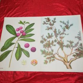 教学挂图、我爱故乡的杨梅