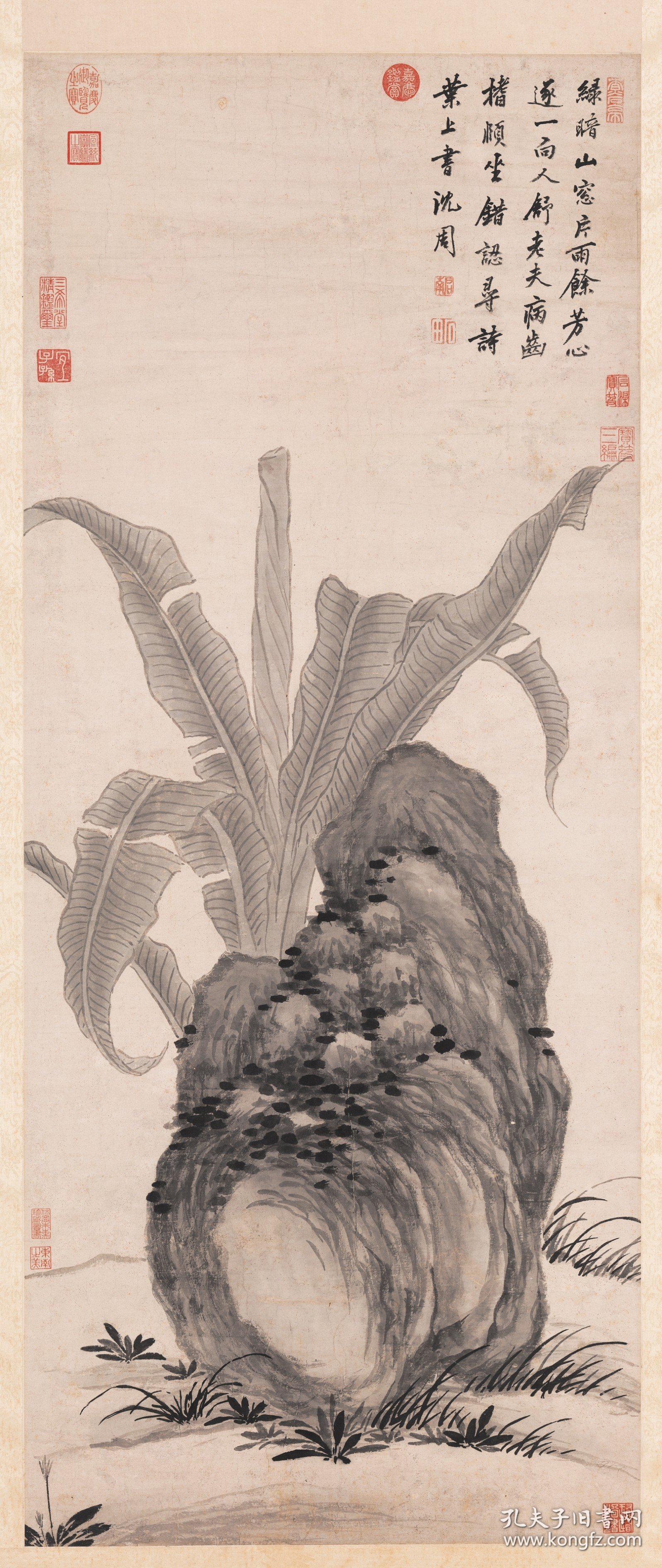 沈周蕉石图　轴。纸本大小57*135厘米。宣纸艺术微喷复制。175元包邮