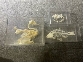 鸽子 青蛙 鱼 骨骼标本 动物骨骼标本3个一起出