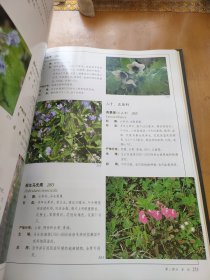 中国甘肃野生观赏植物