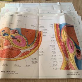 人体解剖挂图泌尿生殖系统 全开本17幅缺第二幅1082X787cm