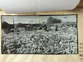 1963年新华社山西站摄影记者花皚拍摄 山西省太谷县候城人民公社’ 山西省秋季作物丰收在望‘ 文稿4页，黑白照片2张