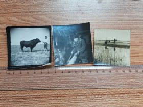 1965安徽怀远县饲养员住牛房，田埂牵牛，水田插秧老照片三种