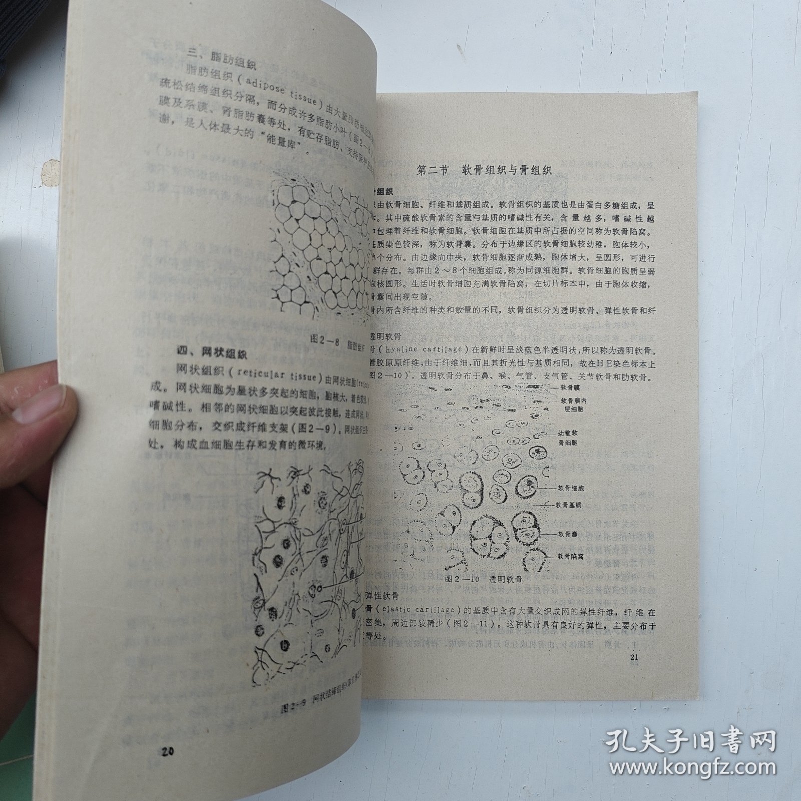 点击查看原图 组织学与胚胎学 高英茂 1991年海口出版