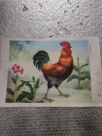 大鸡图挂图(39/27cmn)