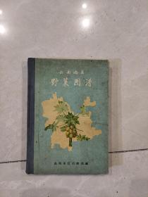 云南地区野菜图谱