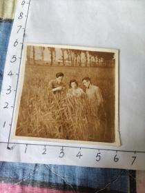 王英敏相册:50年代大跃进时期在麦田检查麦穗照片
