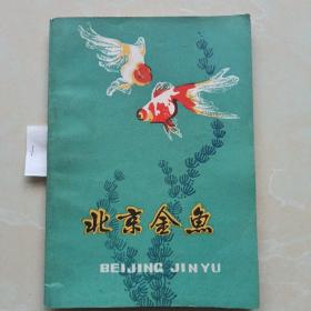 北京金鱼