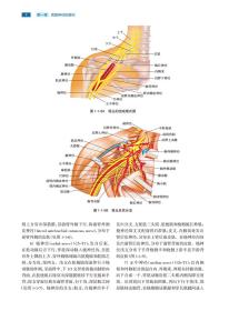 周围神经外科学