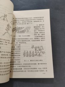 葡萄栽培图解