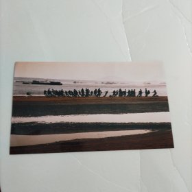 蒋传海艺术摄影：沙滩争雄