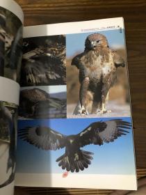 动物摄影图片资料书籍 鹰篇 画家摄影家美术创作资料用书
