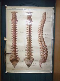 人体解剖挂图：Ⅰ―3  脊椎全貌