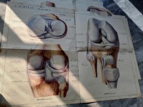 人体解剖挂图  骨及骨连接3幅