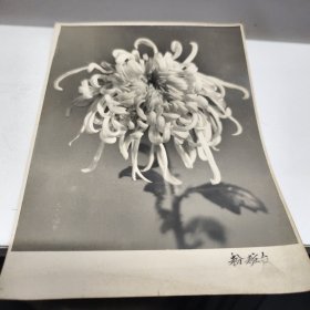 照片一张五十年代 菊花 粉粧台 特厚相纸房照片区