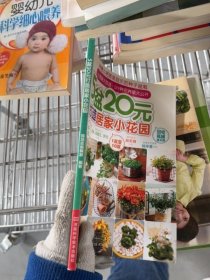 5盆20元打造居家小花園