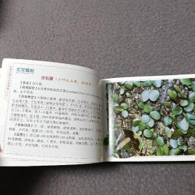 中草药野外识别手册(1一3册合售)