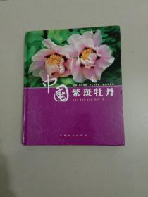 中国紫斑牡丹(成仿云签文本)