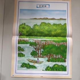 义务教育课程标准实验教材配套挂图语文五年级上册:红树林(两开1幅)